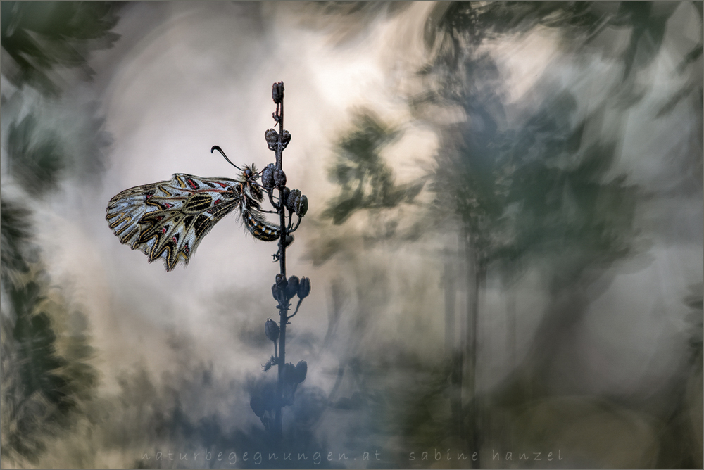 ~ southern festoon butterfly ~