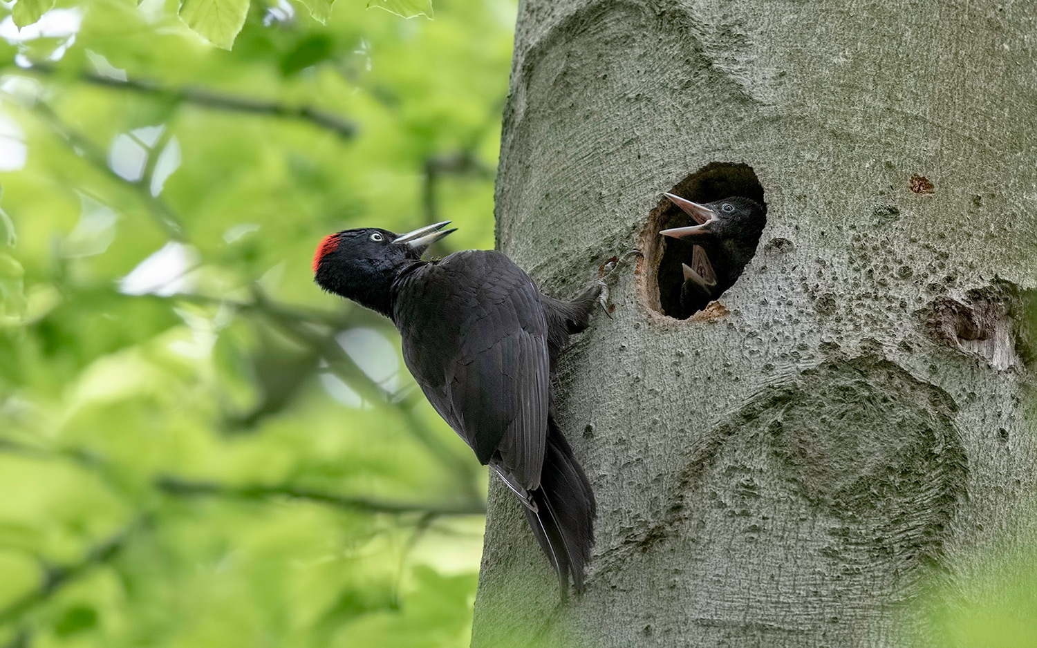 Schwarzspecht mit Jungvögeln