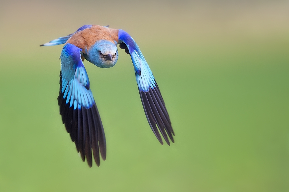 Anflug