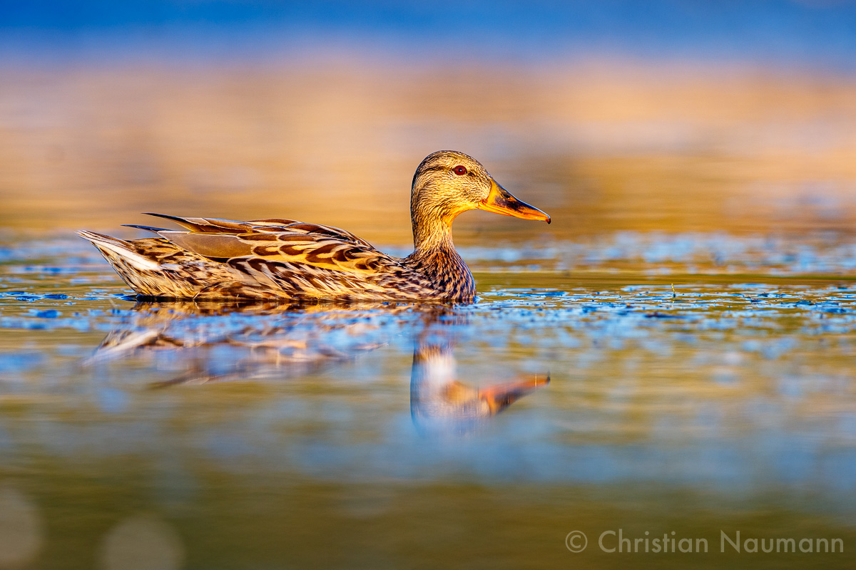 Stockente (Anas platyrhynchos)