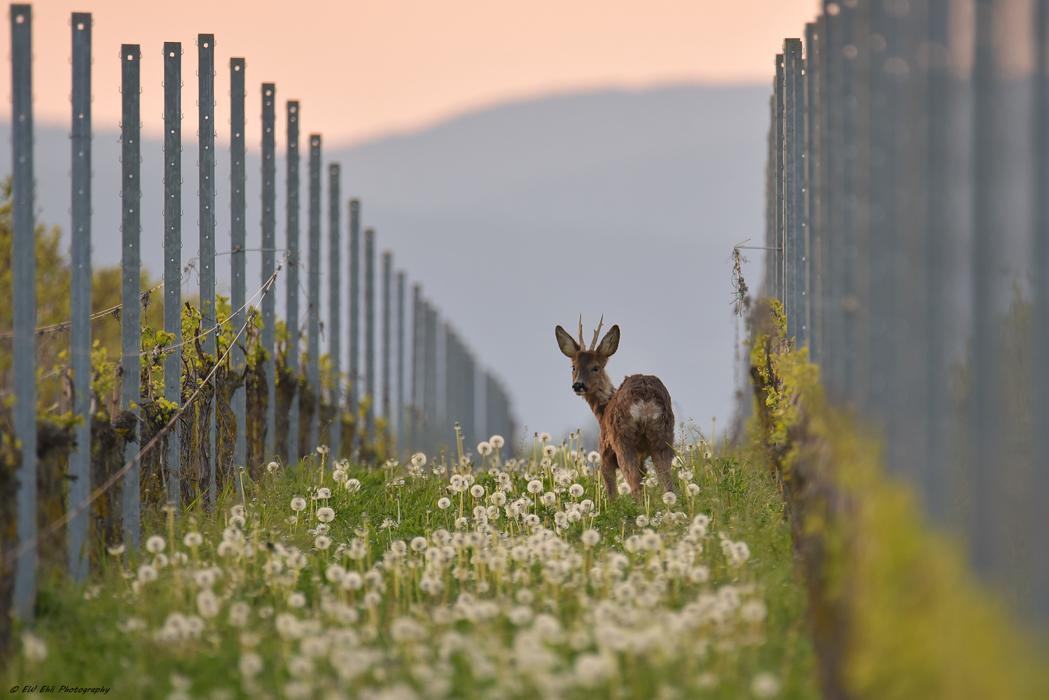 Ein Weinreb Bock