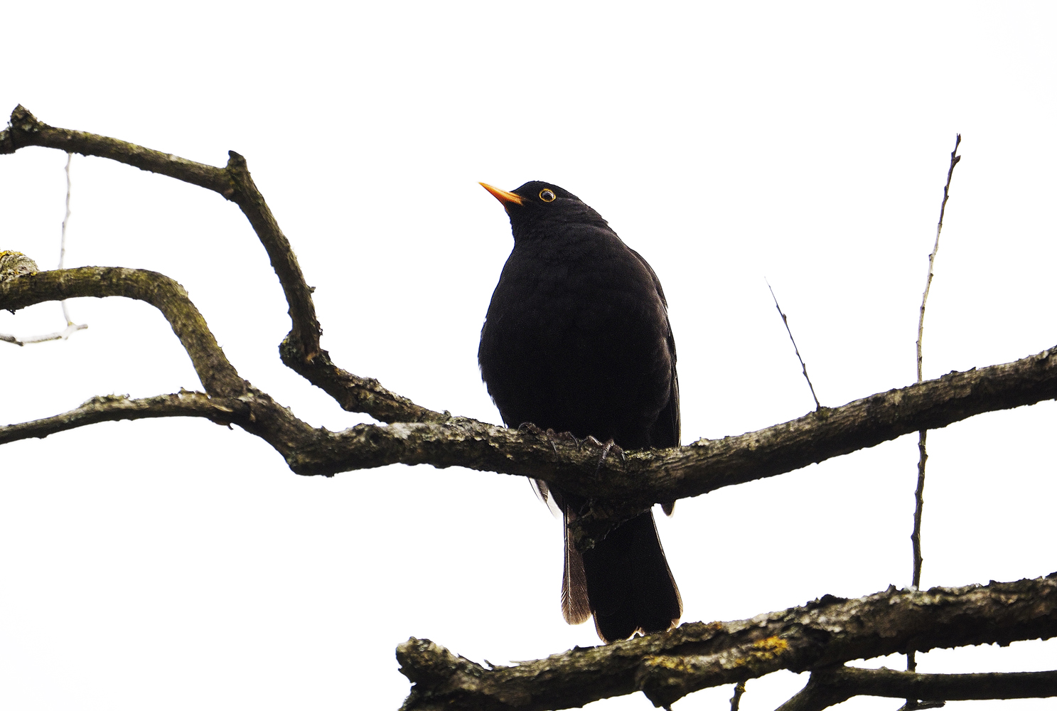 Amsel