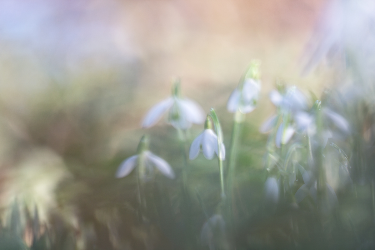 Frühling in Sicht