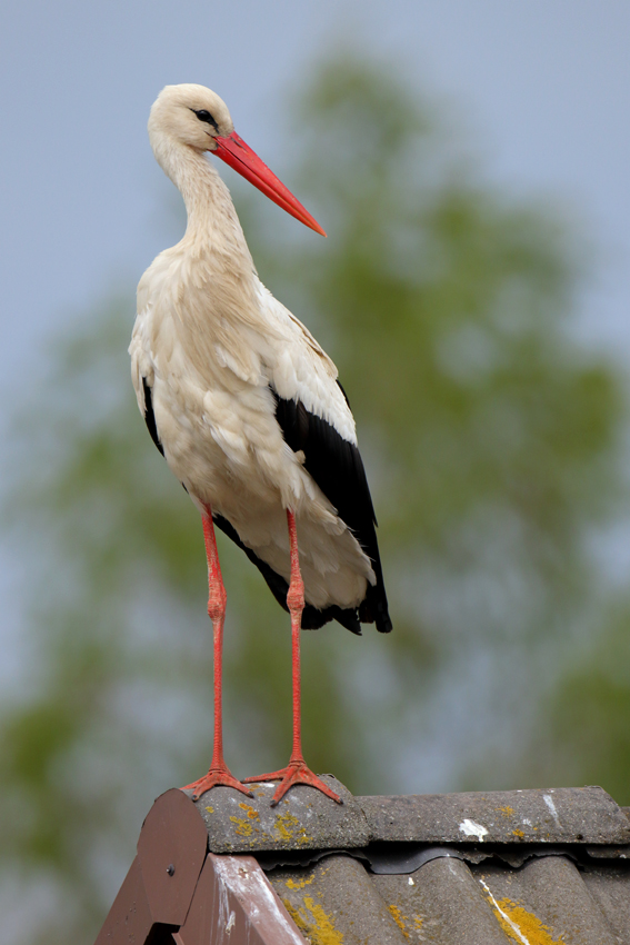 Der Weißstorch...