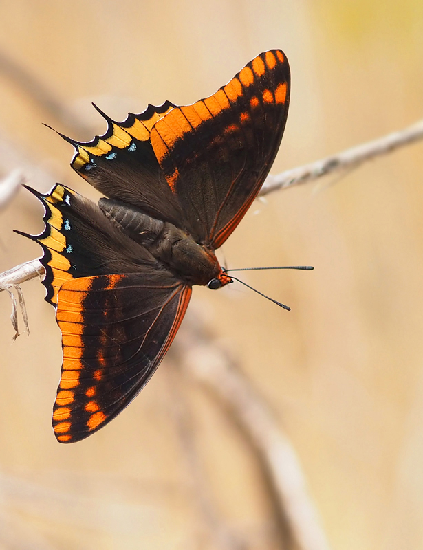 Erdbeerbaumfalter (Charaxes jasius)