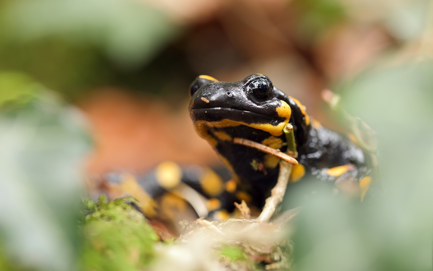Feuersalamander