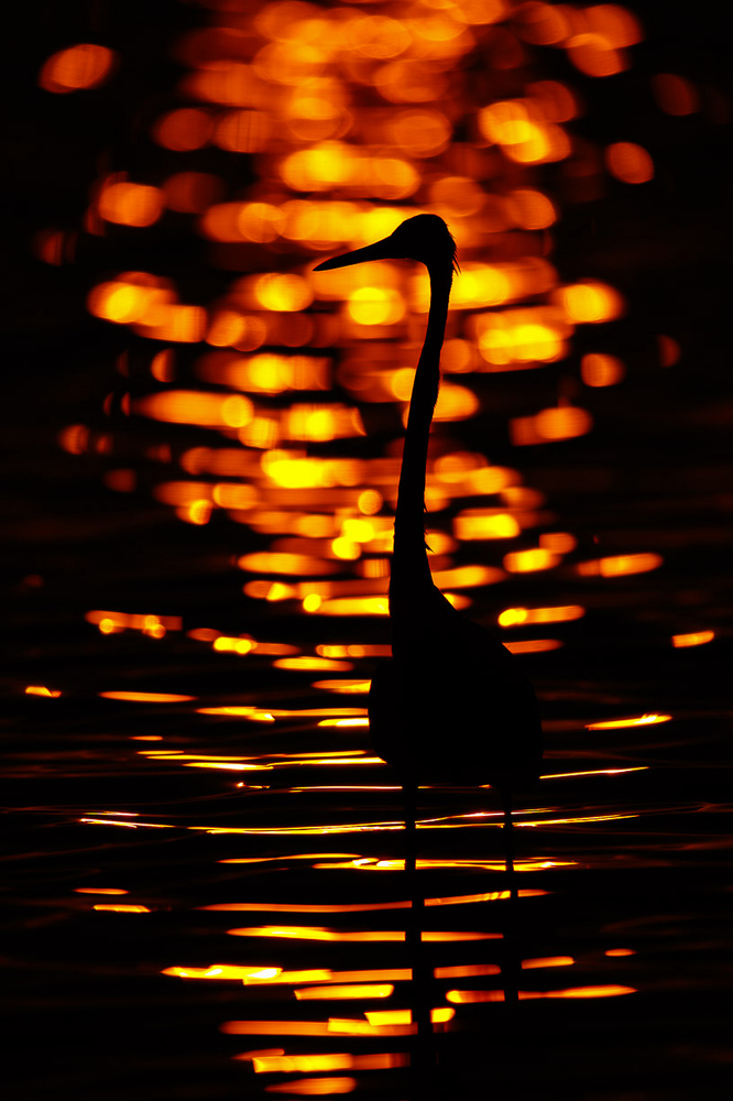 Silhouette