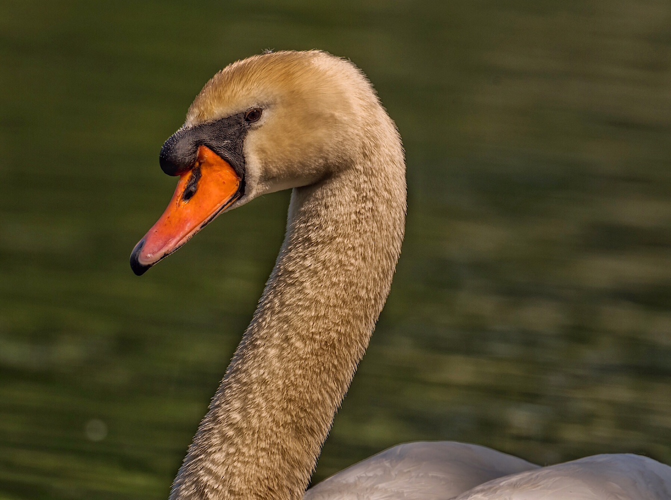 Ein (Dreck) Schwan