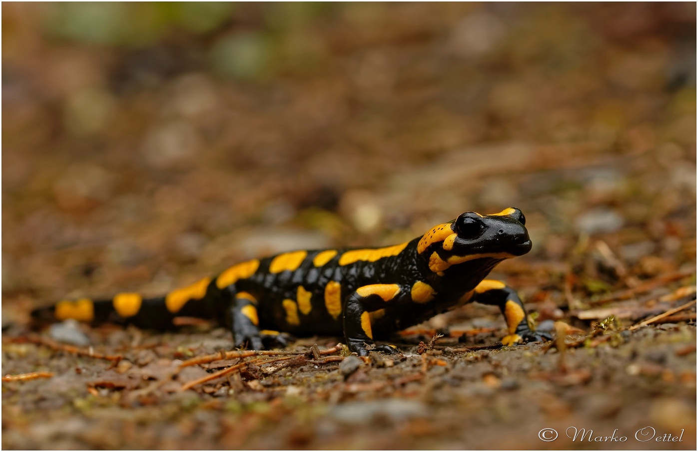 Feuersalamander (Salamandra salamandra)