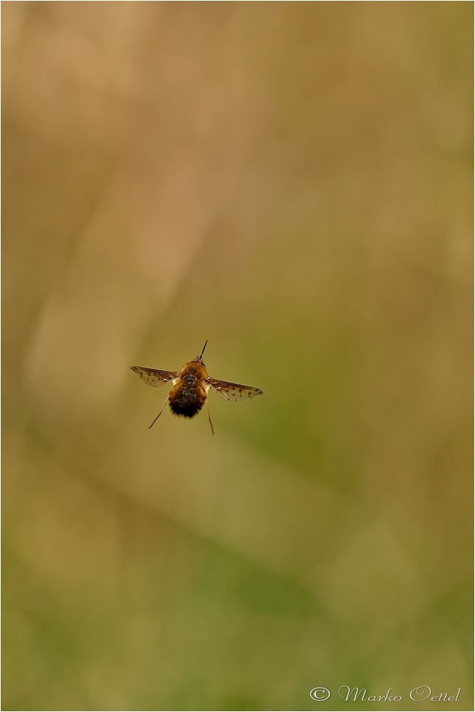 Großer Wollschweber (Bombylius major)