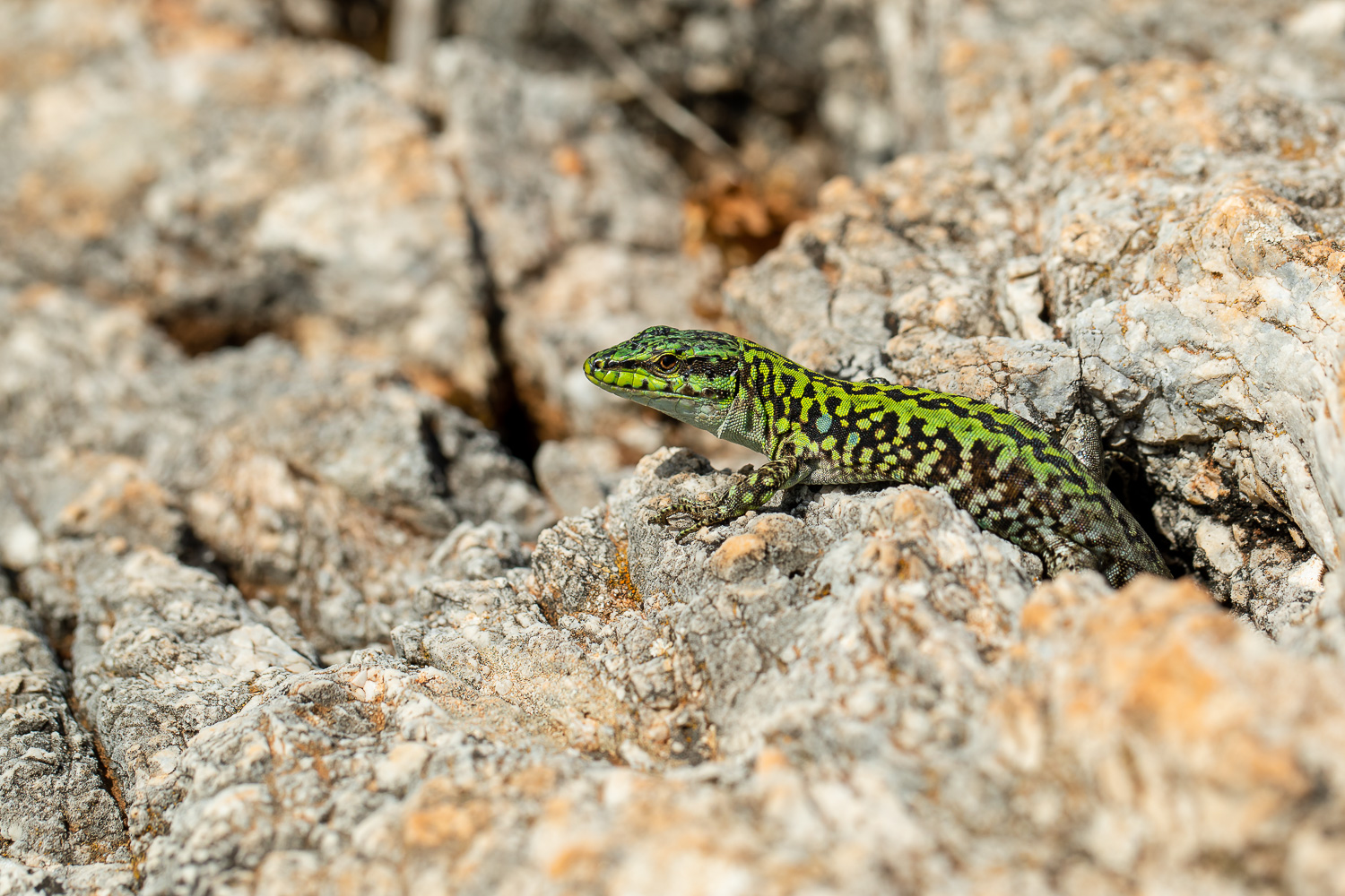 Sizilianische Mauereidechse (Forum für Naturfotografen)