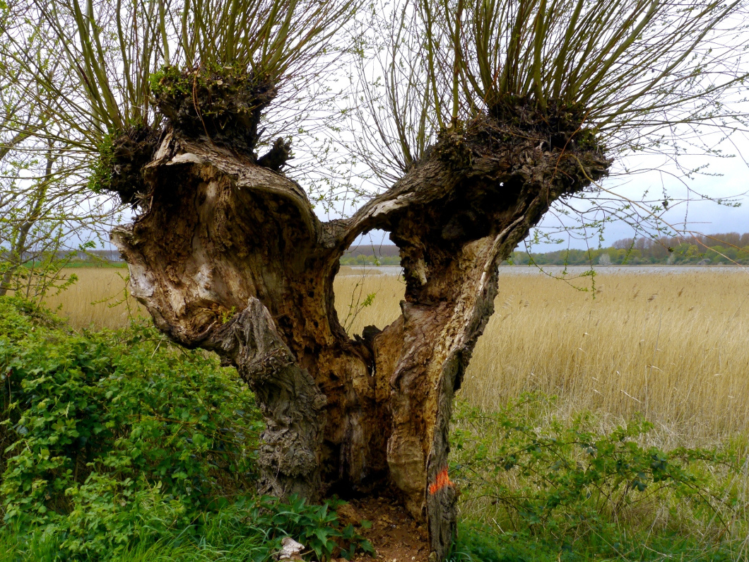 Alte Weide am Bodden