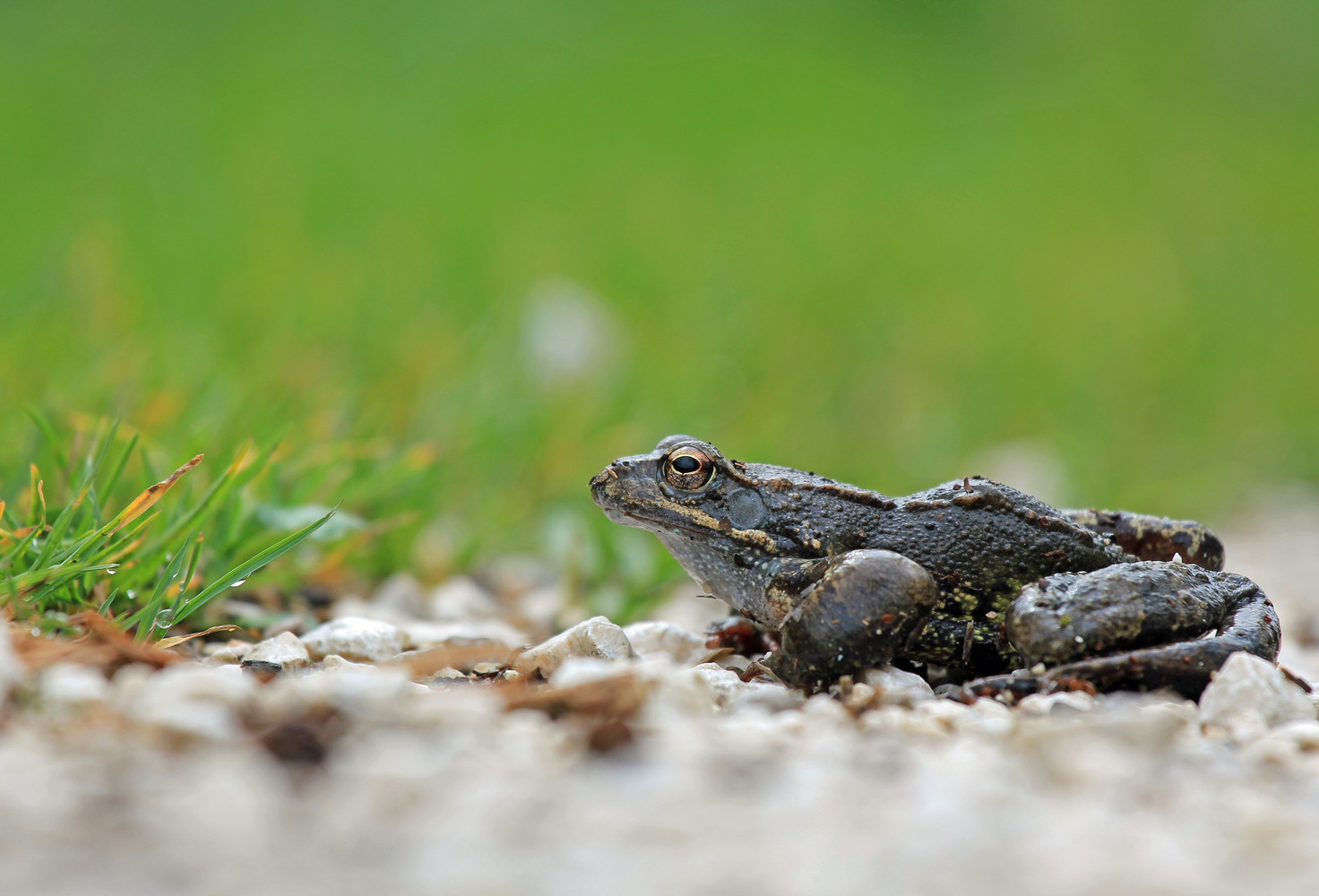 Grasfrosch (Rana temporaria)