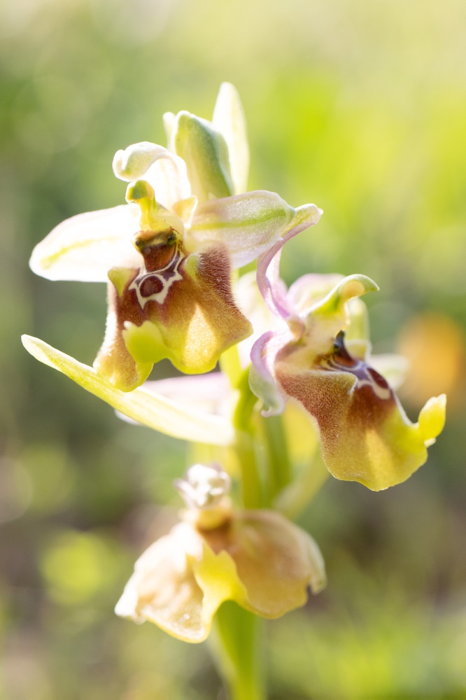 Die "Geschnäbelte" Ophrys oxyrrhynchos biancae