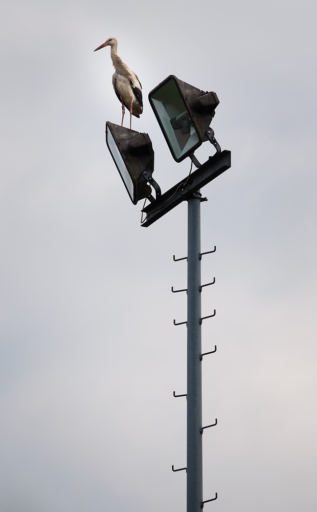 " Wächter der Arena  "