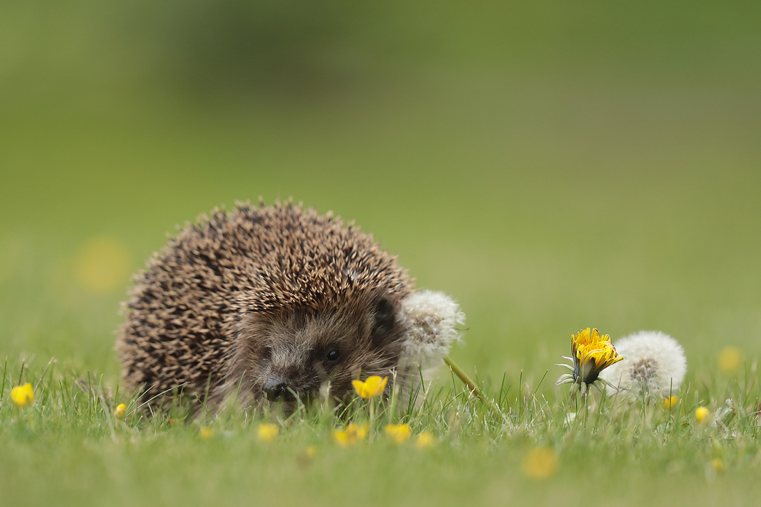 Igel