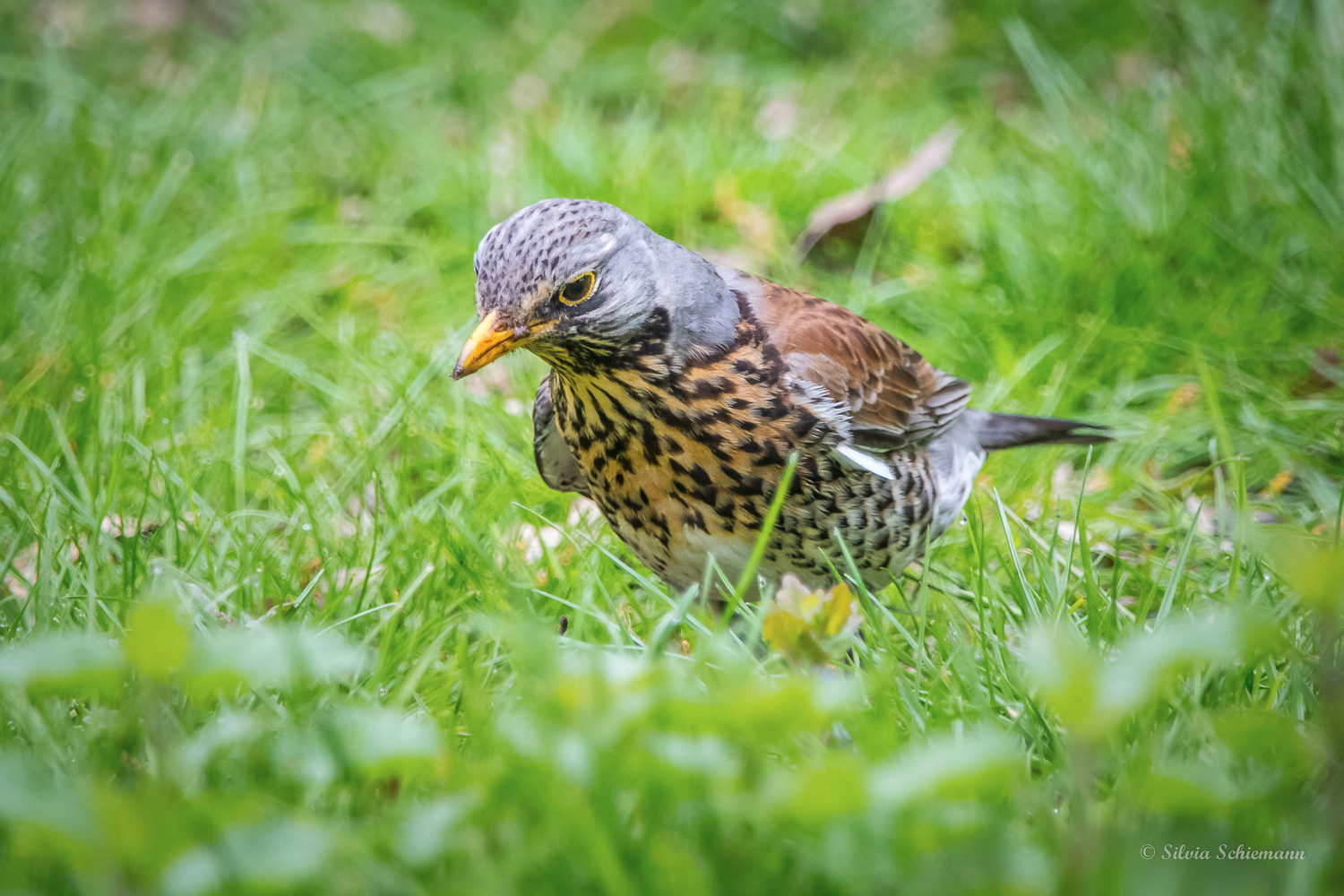 Wacholderdrossel sucht nach Regenwürmern