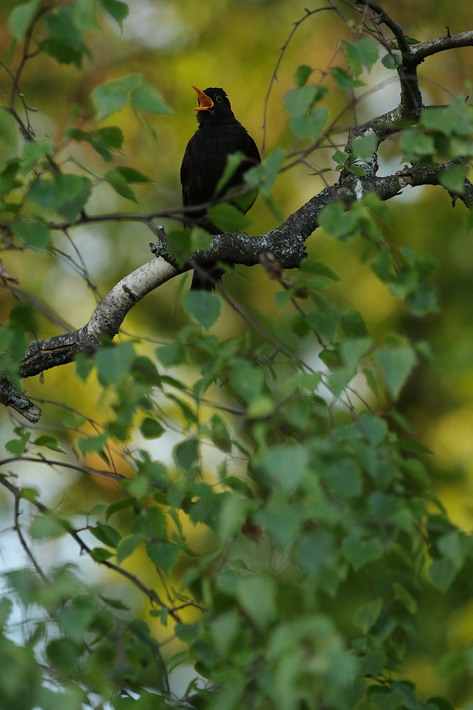 auch wenn es nur eine Amsel ist...