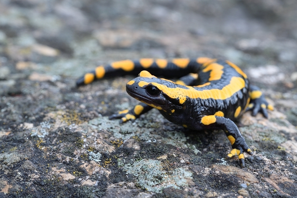 Feuersalamander