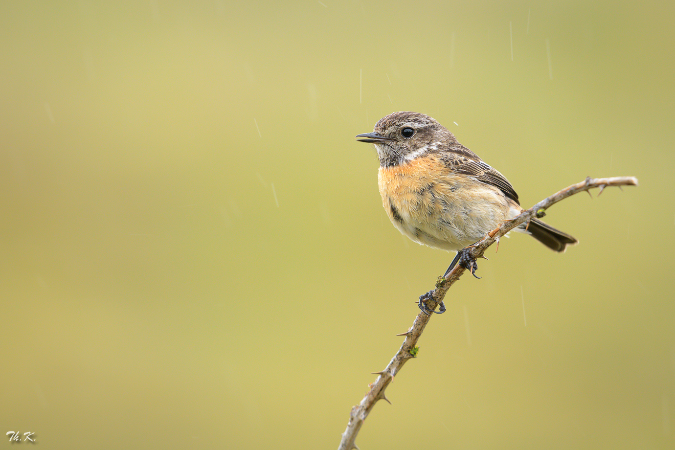 So ein bisschen Regen ....