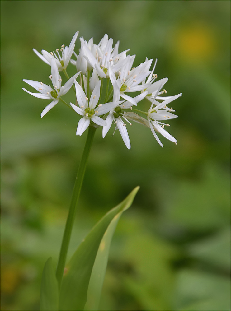 Blüte des Bärlauchs