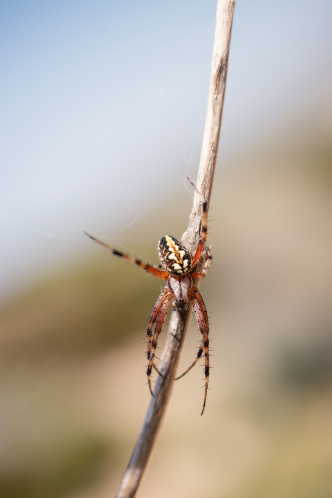 Eichenblattspinne