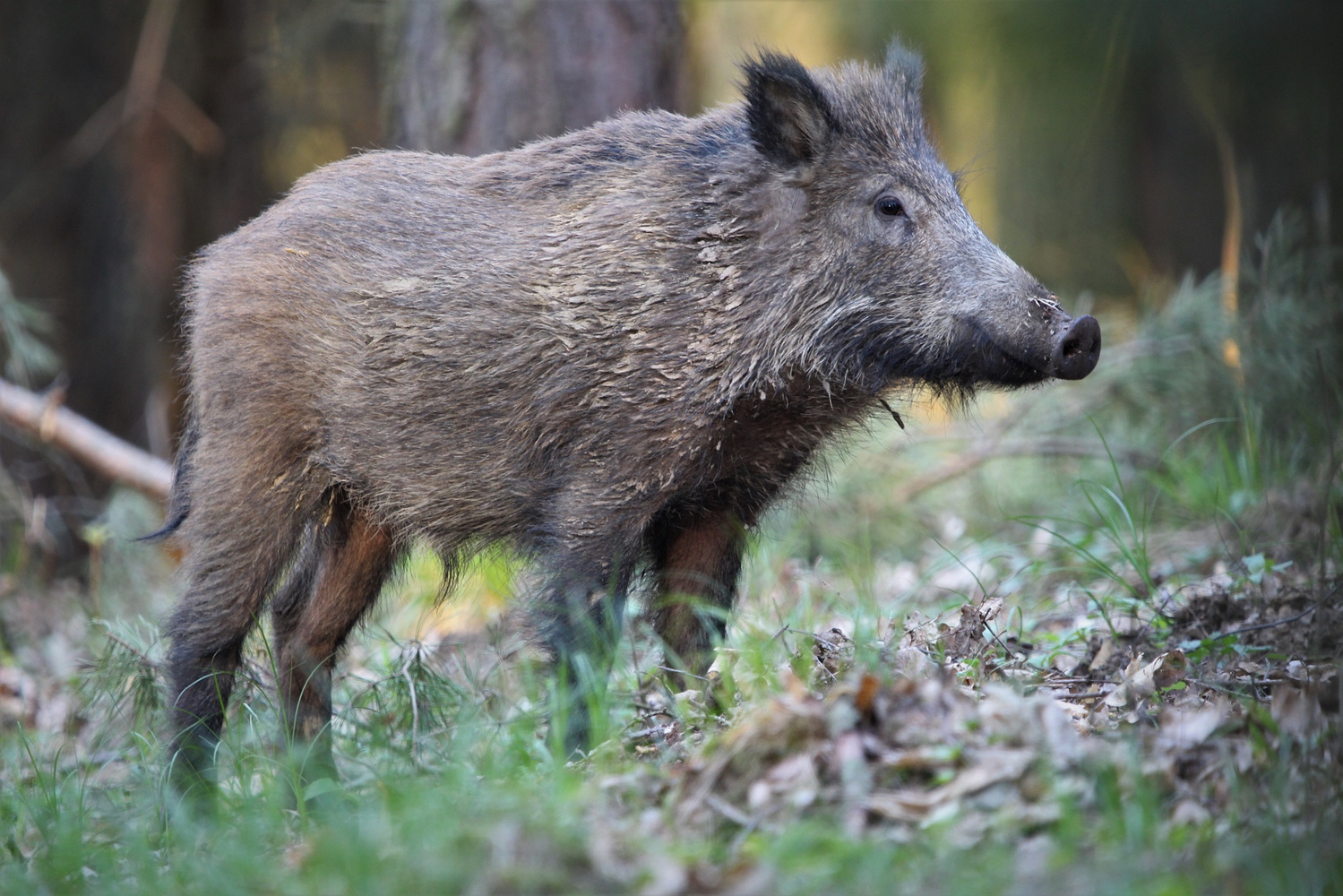 Wildschwein (Forum für Naturfotografen)