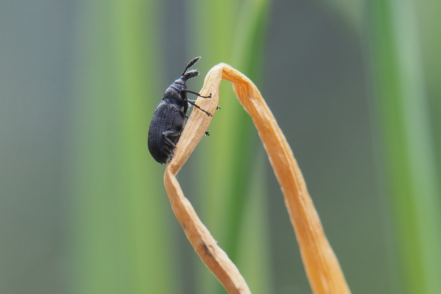 Rüsselkäfer an Schnittlauch