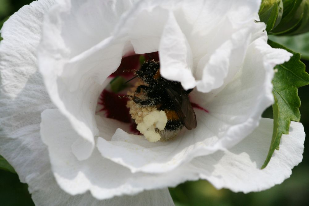 Bombus bombus in Hibiscus syriacus - Blüte