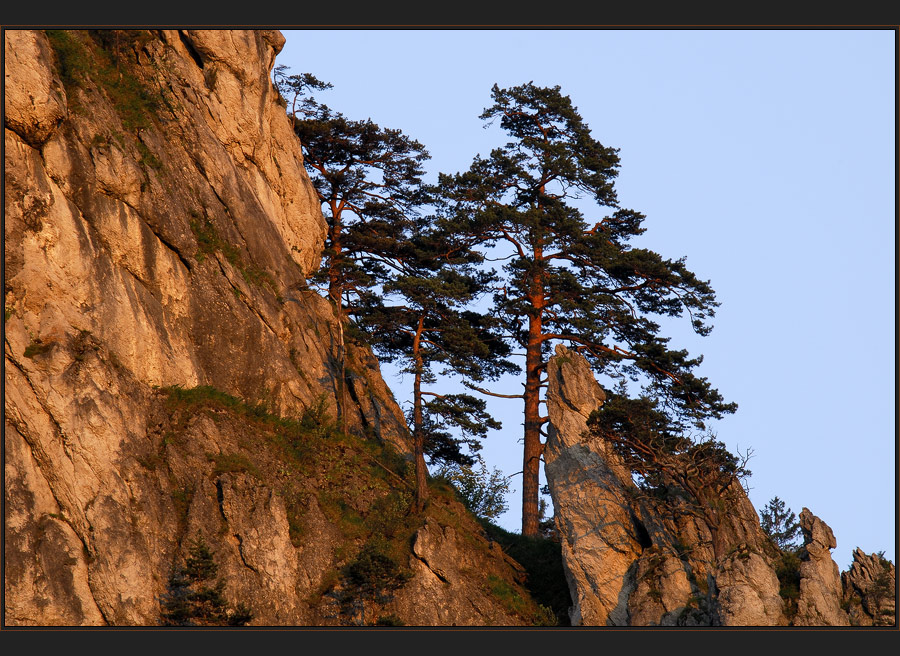 Kiefern im Abendlicht