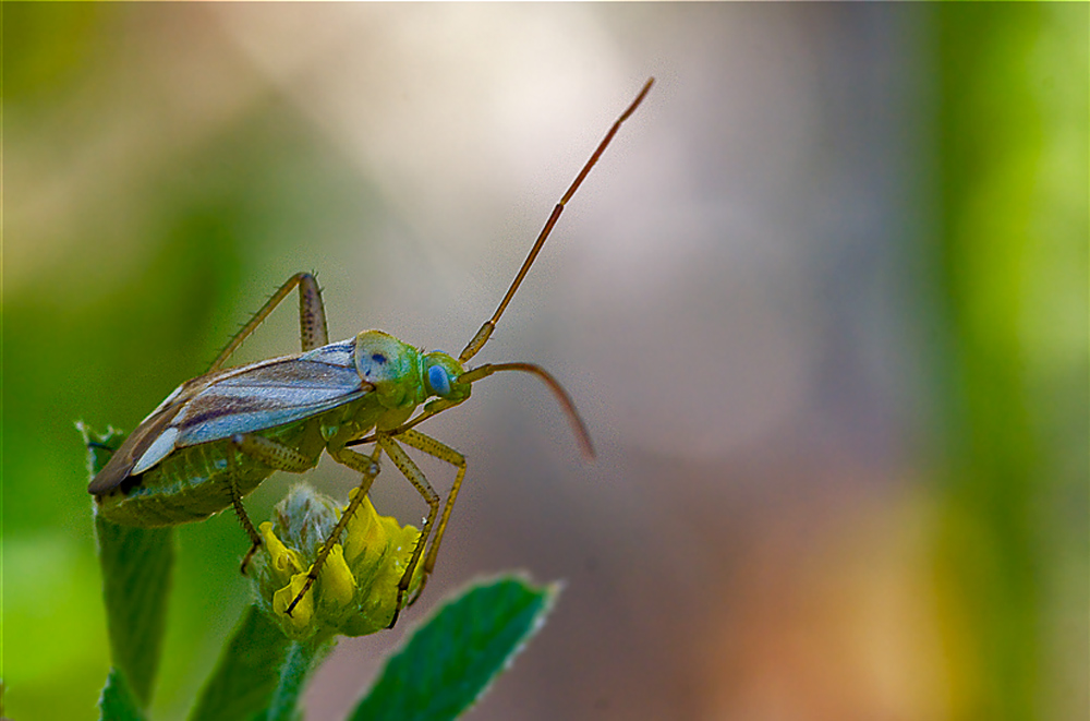 Wanze - Miridae