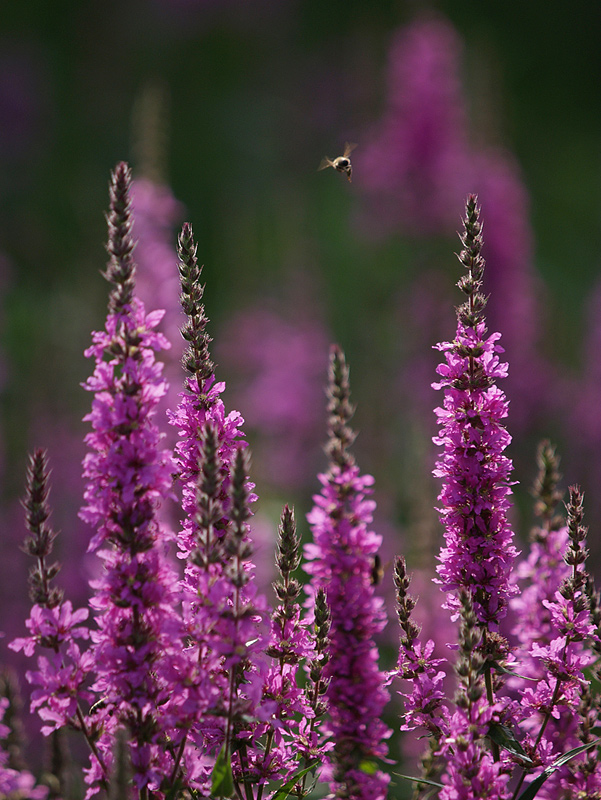 ~ welche Blüte flieg