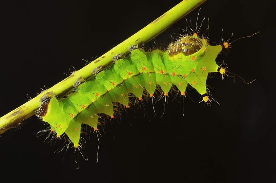 Chinesische Mondgöttin (Actias selene)