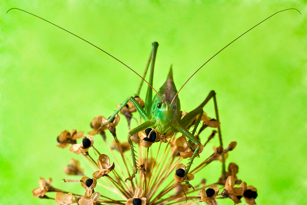 Grünes Heupferdchen (Tettigonia viridissima)