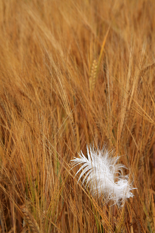 Wie eine Feder im Wind