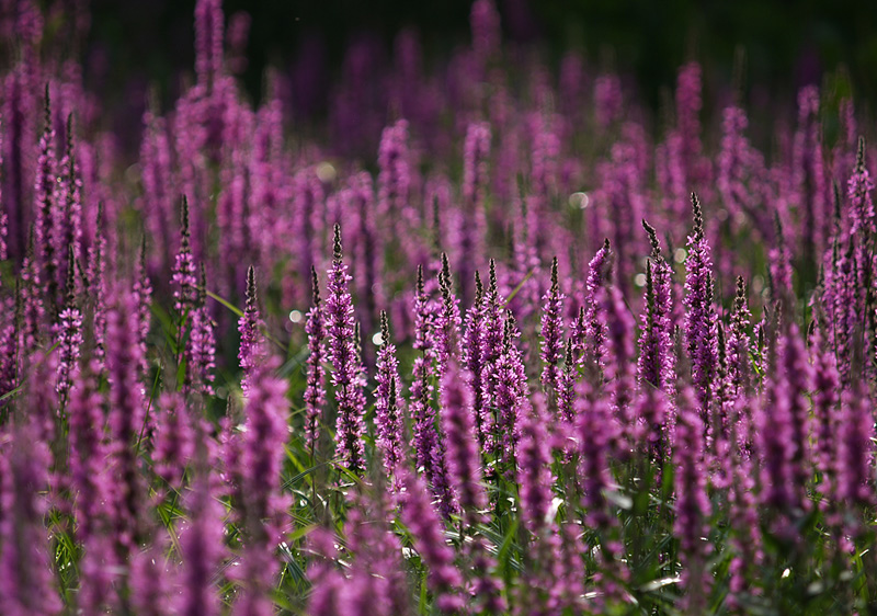 ~ Blütenmeer ~