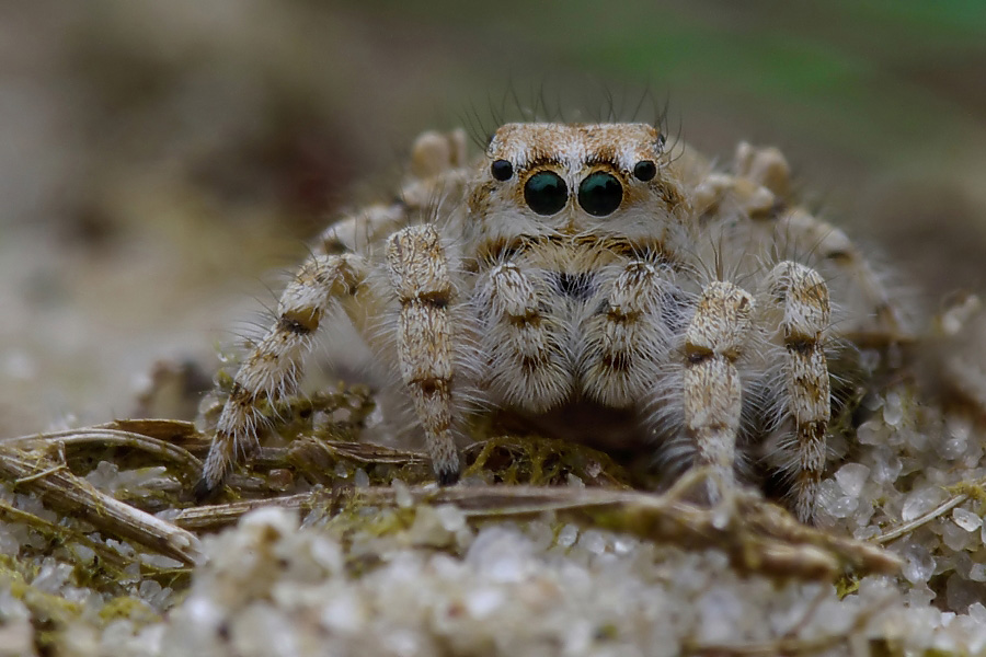 Schau mir in die Augen!