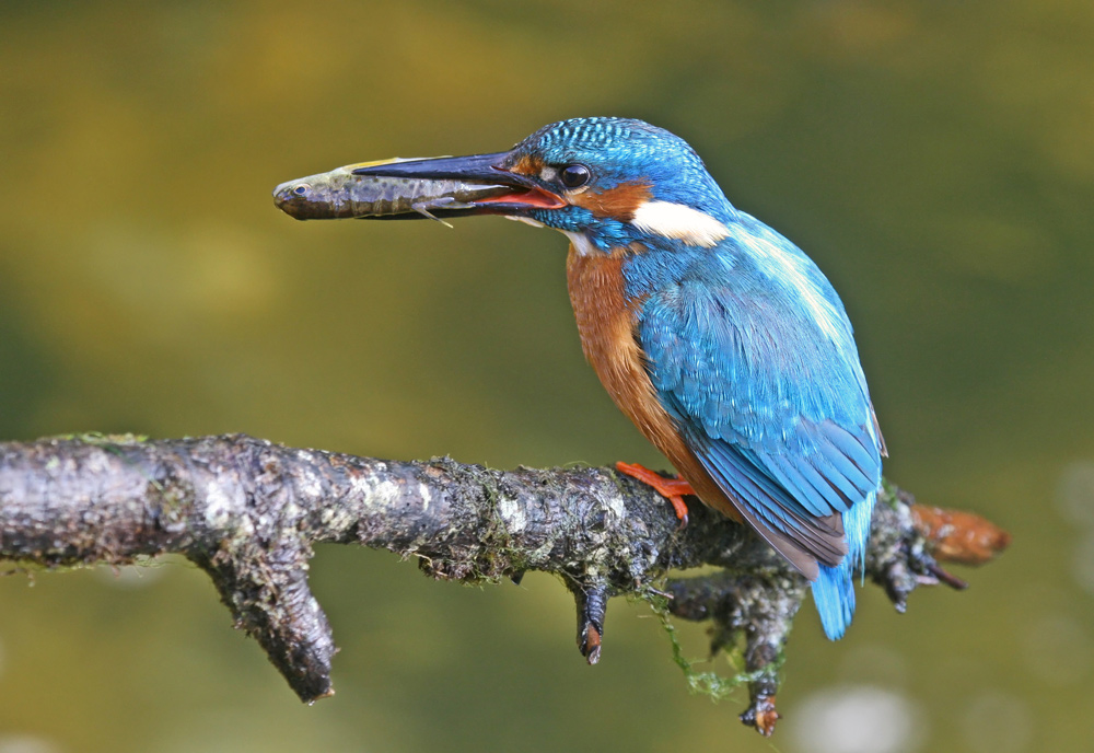 Eisvogel Männchen mit Fisch