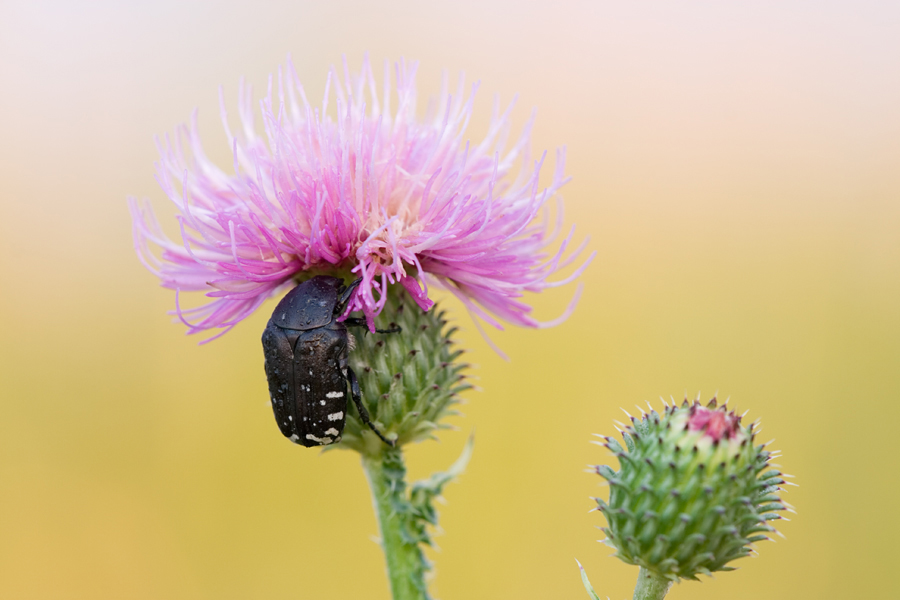 Distel statt Rose