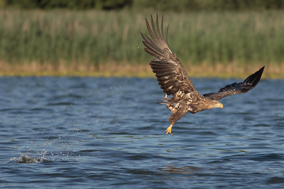 Seeadler beim Fischen