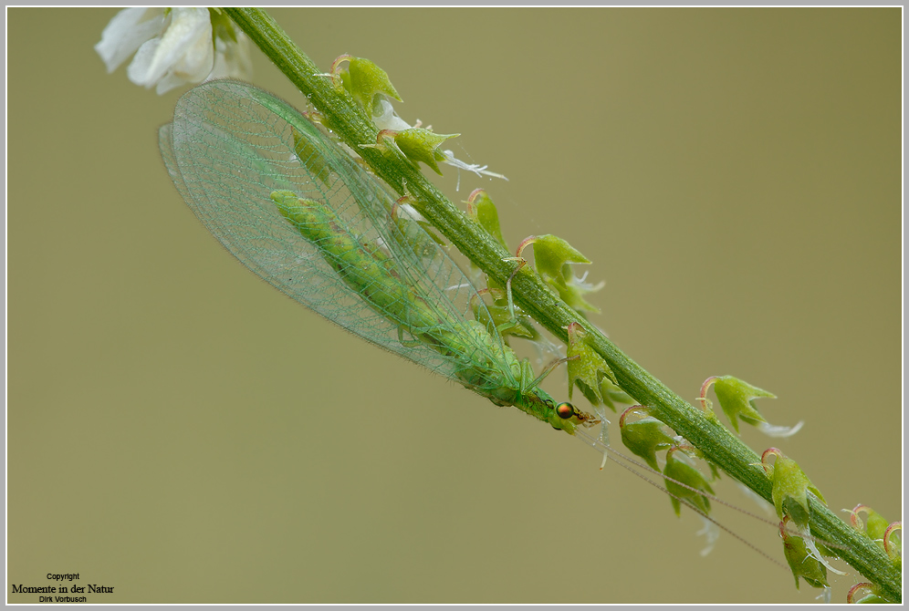 Gemeine Florfliege (Chrysoperla carnea)