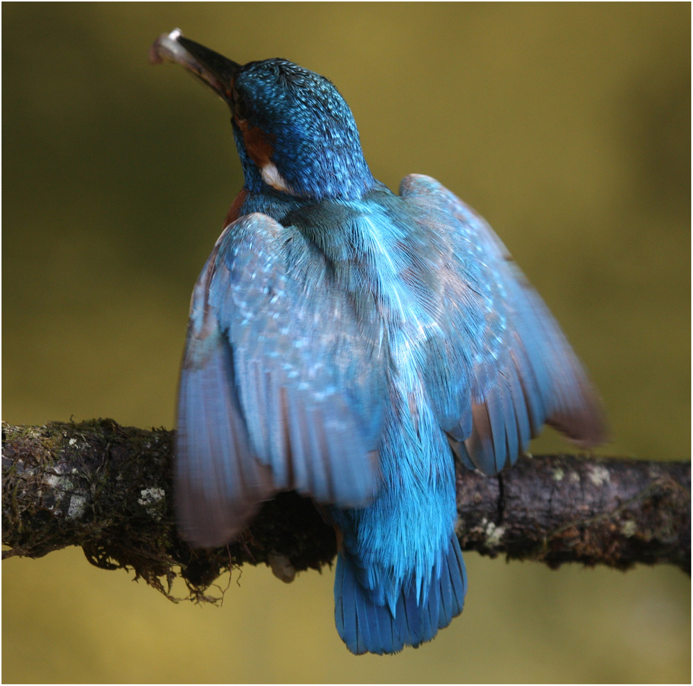 Eisvogel in Abwehrhaltung