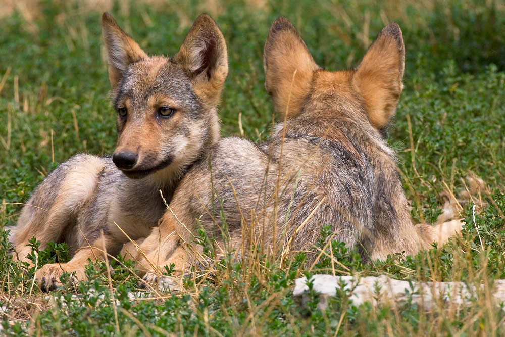 Wolfswelpen