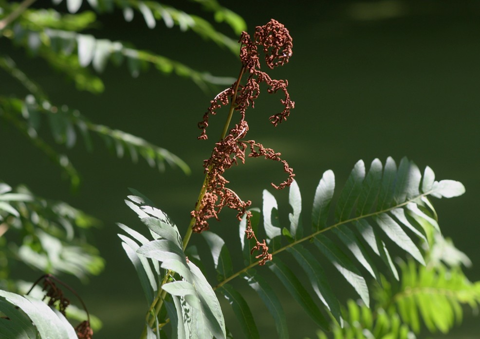 Keine Blüte, keine  Frucht