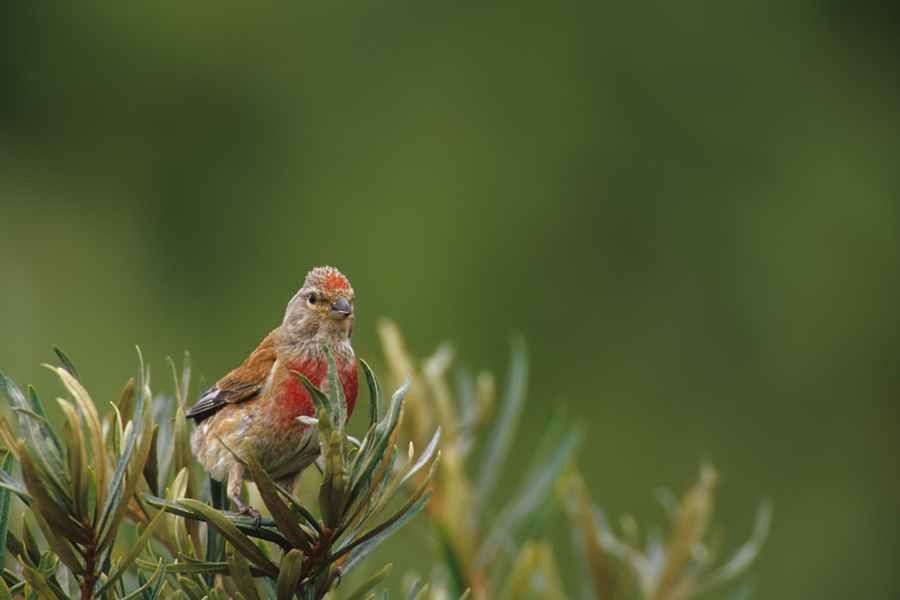 Bluthänfling (Carduelis cannabina)