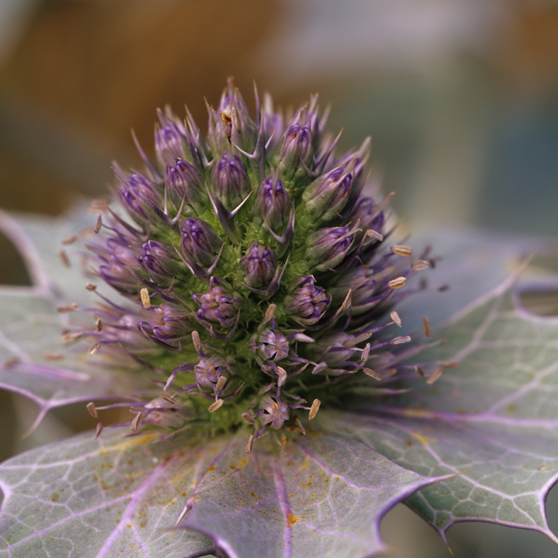 Stranddistel (Eryngium maritimum)