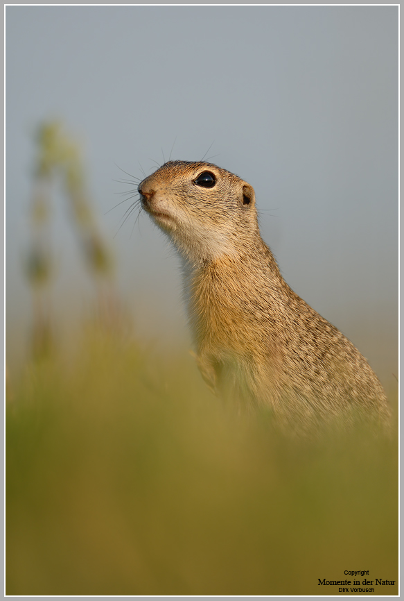 Europäischer Ziesel (Spermophilus citellus)