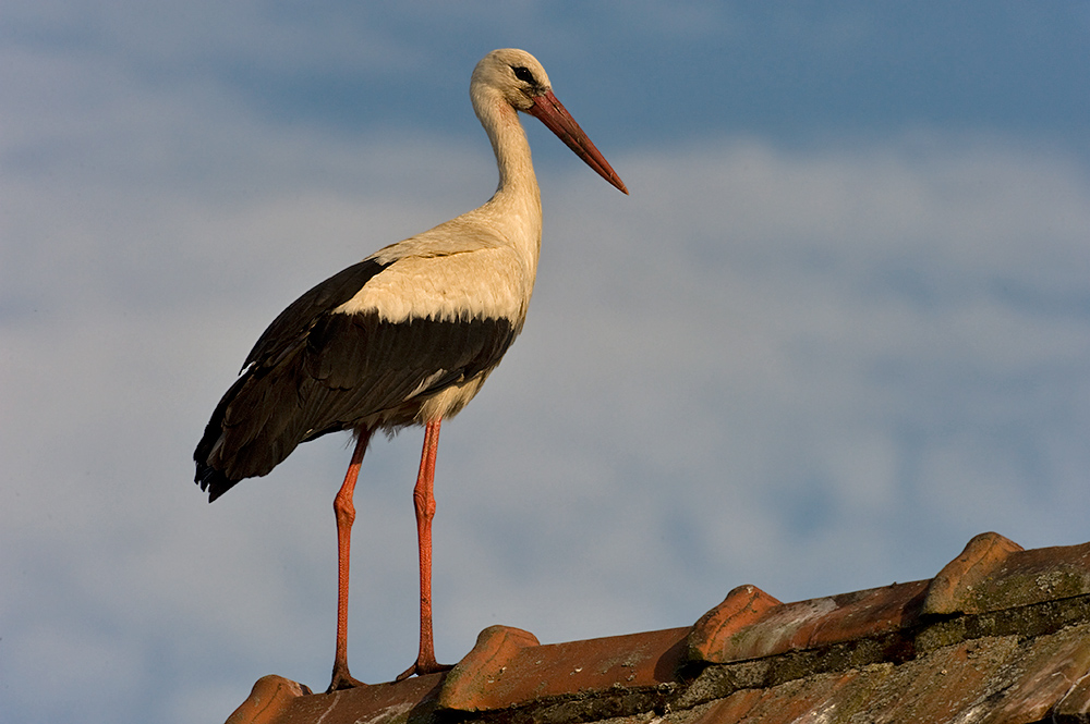 Storch