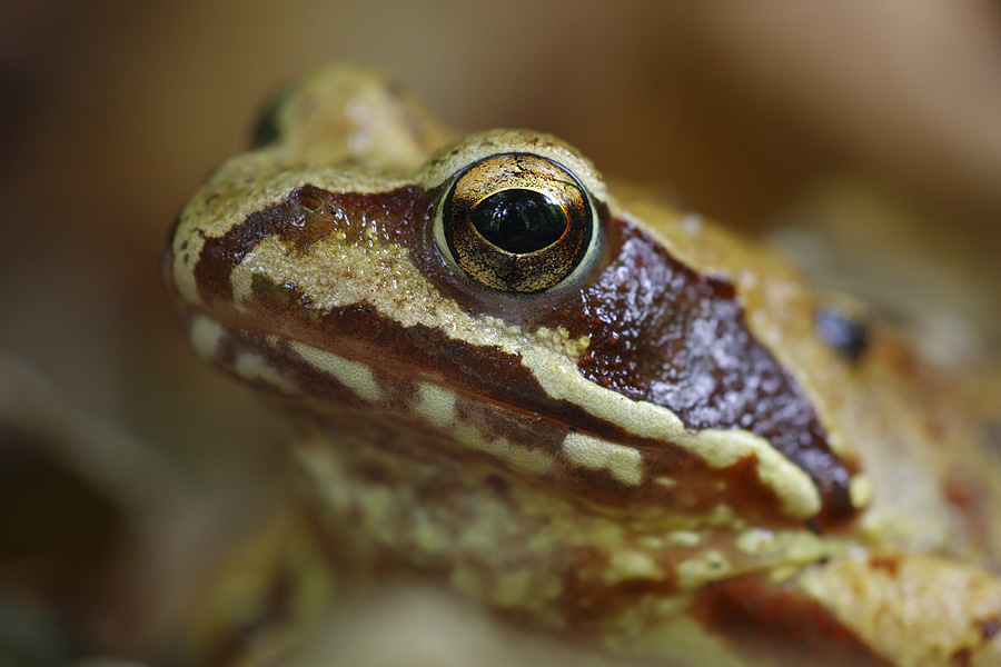 "Rana" im Wald alleine