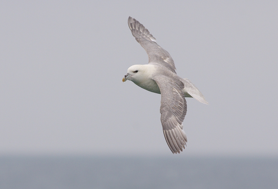 Eissturmvogel